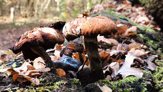 Schimmelpilz Schimmel Pilz Wasserschaden feucht